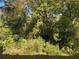 Backyard showcasing the lush foliage and landscaping, offering a private outdoor space at 2822 Jacob Crossing Ln, Holiday, FL 34691