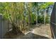 Lush backyard featuring mature bamboo, providing privacy and a serene atmosphere at 454 35Th Ne Ave, St Petersburg, FL 33704