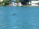 A captivating view of a dolphin swimming gracefully in the clear waterway at 10126 Tarpon Dr, Treasure Island, FL 33706
