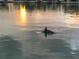 A beautiful view of a dolphin swimming in the waterway near the property at 10126 Tarpon Dr, Treasure Island, FL 33706