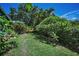 The backyard features lush tropical plants which provides both beauty and seclusion at 2459 Parkstream Ave, Clearwater, FL 33759