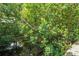 View of an estuary from the property showing dense foliage and water access at 4806 W Euclid Ave, Tampa, FL 33629