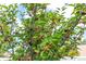 Close up of a fruit bearing Mulberry tree in a yard, with ripe and unripe berries visible in the sun at 10611 131St St, Largo, FL 33774