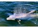 Close up view of a Dolphin leaping out of the water at 2279 Mermaid Ne Pt, St Petersburg, FL 33703