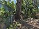 Backyard view features trees, vines, a chainlink fence, and ground debris at 902 Marshall St, Clearwater, FL 33755