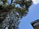 A view upward into a sky featuring trees with leaves, branches, and blue sky above at 902 Marshall St, Clearwater, FL 33755