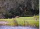 Beautiful view of deer grazing near the lake that backs up to the property at 1710 Lago Vista Blvd, Palm Harbor, FL 34685