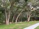 Relaxing nature scenes of deer grazing in a well maintained yard in the neighborhood at 1710 Lago Vista Blvd, Palm Harbor, FL 34685