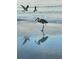 A peaceful scene of a heron catching a fish on the beach, with other birds nearby at 100 Bluff View Dr # 511C, Belleair Bluffs, FL 33770