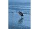 A majestic heron stands gracefully in shallow water at the beach at 100 Bluff View Dr # 511C, Belleair Bluffs, FL 33770