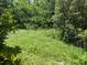Lush green backyard offering a private, natural setting at 8635 Braxton Dr, Hudson, FL 34667