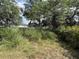 Overgrown backyard with shrubs and trees providing natural coverage and privacy at 2175 20Th Sw Ave, Largo, FL 33774