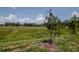 View of an expansive backyard with trees and grass at 3062 Victoria Inlet Dr, Holiday, FL 34691