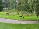 Picturesque backyard with deer and turkeys roaming freely amidst the green grass and tall trees at 12134 Tournament View Ave, New Port Richey, FL 34654