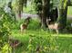 Lush backyard with mature trees and wildlife sightings of deer in their natural habitat at 12134 Tournament View Ave, New Port Richey, FL 34654