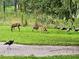 Spacious backyard featuring wildlife like deer and turkeys in a peaceful, natural setting at 12134 Tournament View Ave, New Port Richey, FL 34654