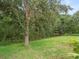 A large tree sits in the lawn of the grassy backyard near the wooded landscape at 27546 Stonecreek Way, Wesley Chapel, FL 33544