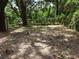 Open backyard surrounded by trees at 8617 Broad St, New Port Richey, FL 34654