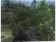 Scenic view of lush greenery, showing natural landscapes of the property at 5430 Thistle Field Ct, Wesley Chapel, FL 33545