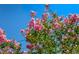 Beautiful crape myrtle tree with vibrant pink blooms against a clear blue sky at 5860 99Th N Ave, Pinellas Park, FL 33782