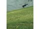 Majestic eagle about to land along a grassy lakefront, showcasing the area's natural beauty at 9619 Towanda Ln, Port Richey, FL 34668