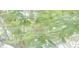 Lush green tree with light shining through the leaves at 1040 Bridlewood Way, Brandon, FL 33511
