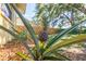 Backyard with a pineapple plant growing in the mulch ground cover and a wooden fence in the background at 310 Arbor E Dr, Palm Harbor, FL 34683