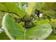 Close up shot of a fruit tree with green fruits surrounded by large green leaves in the foreground at 310 Arbor E Dr, Palm Harbor, FL 34683
