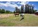 Horses graze in a vast, lush green field, set against a backdrop of tall trees and a clear blue sky at 408 River Bed Ct, Wimauma, FL 33598