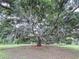Majestic oak tree with Spanish moss creates a serene, inviting atmosphere in this beautiful outdoor setting at 5007 Booth Rd, Plant City, FL 33565