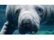 Close-up view of a manatee underwater, showcasing its gentle features and unique texture at 1707 Windsor Way, Tampa, FL 33619