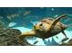 Underwater view of a sea turtle swimming gracefully amidst a vibrant coral reef and diverse marine life at 1707 Windsor Way, Tampa, FL 33619