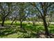 Picturesque front yard with mature trees and well-maintained landscaping at 12472 Country White Cir, Tampa, FL 33635