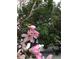 Close up of the greenery and flowers in the yard at 11301 80Th Ave, Seminole, FL 33772