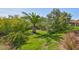 Serene backyard featuring lush landscaping and a mature palm tree, offering a private outdoor retreat at 13113 Green Violet Dr, Riverview, FL 33579