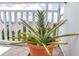 Close up of a pineapple plant on a balcony with a city view at 700 Beach Ne Dr # 602, St Petersburg, FL 33701