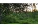 Scenic backyard view with mature trees and dense green foliage at 19251 Stone Hedge Dr, Tampa, FL 33647