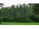 Beautiful backyard view with dense trees and lush greenery at 19251 Stone Hedge Dr, Tampa, FL 33647
