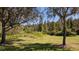 Expansive backyard with lush greenery, mature trees, and a serene natural setting at 19251 Stone Hedge Dr, Tampa, FL 33647