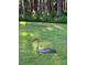 Lush green backyard lawn with sandhill crane resting in shade of mature trees at 820 Newberger Rd, Lutz, FL 33549