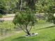 Backyard view of a vibrant young mango tree near a pond at 1247 Gentilly Ln, Wesley Chapel, FL 33544