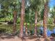 Scenic pond view, lined with stately palms and lush foliage, creates a tranquil tropical escape at 474 Hinton St, Port Charlotte, FL 33954