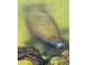 A manatee is enjoying the warm Florida waters at 6418 Bright Bay Ct, Apollo Beach, FL 33572