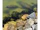 Manatees swimming in water near rocks at 6418 Bright Bay Ct, Apollo Beach, FL 33572