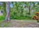 An expansive backyard with lush greenery and large mature trees at 5502 Carrollwood Key Dr, Tampa, FL 33624