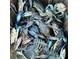 A close-up of a generous quantity of freshly caught blue crabs at 18093 Ohara Dr, Port Charlotte, FL 33948