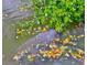 Water shot of a manatee surrounded by some leaves in a canal at 6107 Marbella Blvd, Apollo Beach, FL 33572
