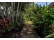 Lush tropical backyard path surrounded by dense foliage and greenery at 4096 38Th S St, St Petersburg, FL 33711