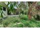 Backyard view with lush greenery, including palm trees, and a glimpse of a screened-in porch at 1580 Arizona Ave Ne, St Petersburg, FL 33703