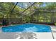 Screened-in pool with clear blue water, surrounded by lush landscaping at 39 Bishop Creek Dr, Safety Harbor, FL 34695